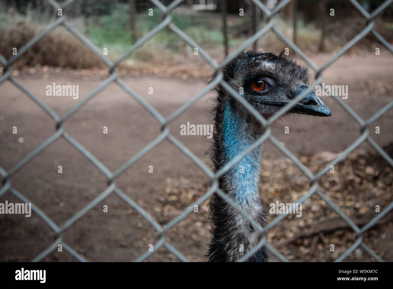 Emu Stockfoto