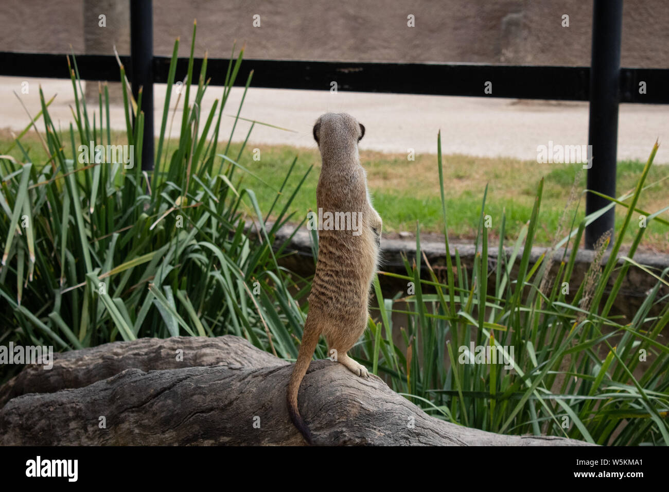 ERDMÄNNCHEN Stockfoto