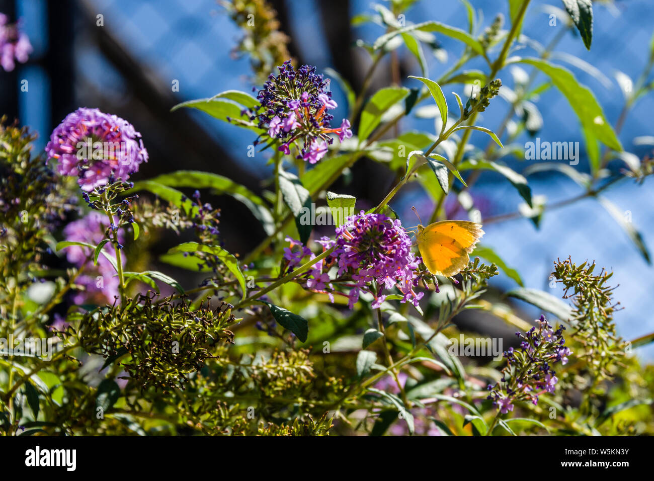 Schwefel-Schmetterling Stockfoto