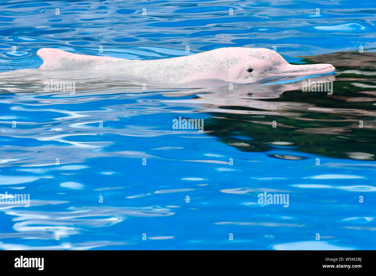 Eine Chinesische Weiße Delphin spielt und führt während einer Veranstaltung das Bewusstsein für den Schutz gefährdeter Arten an der Chimelong Ozean Königreich in Zh zu erhöhen Stockfoto