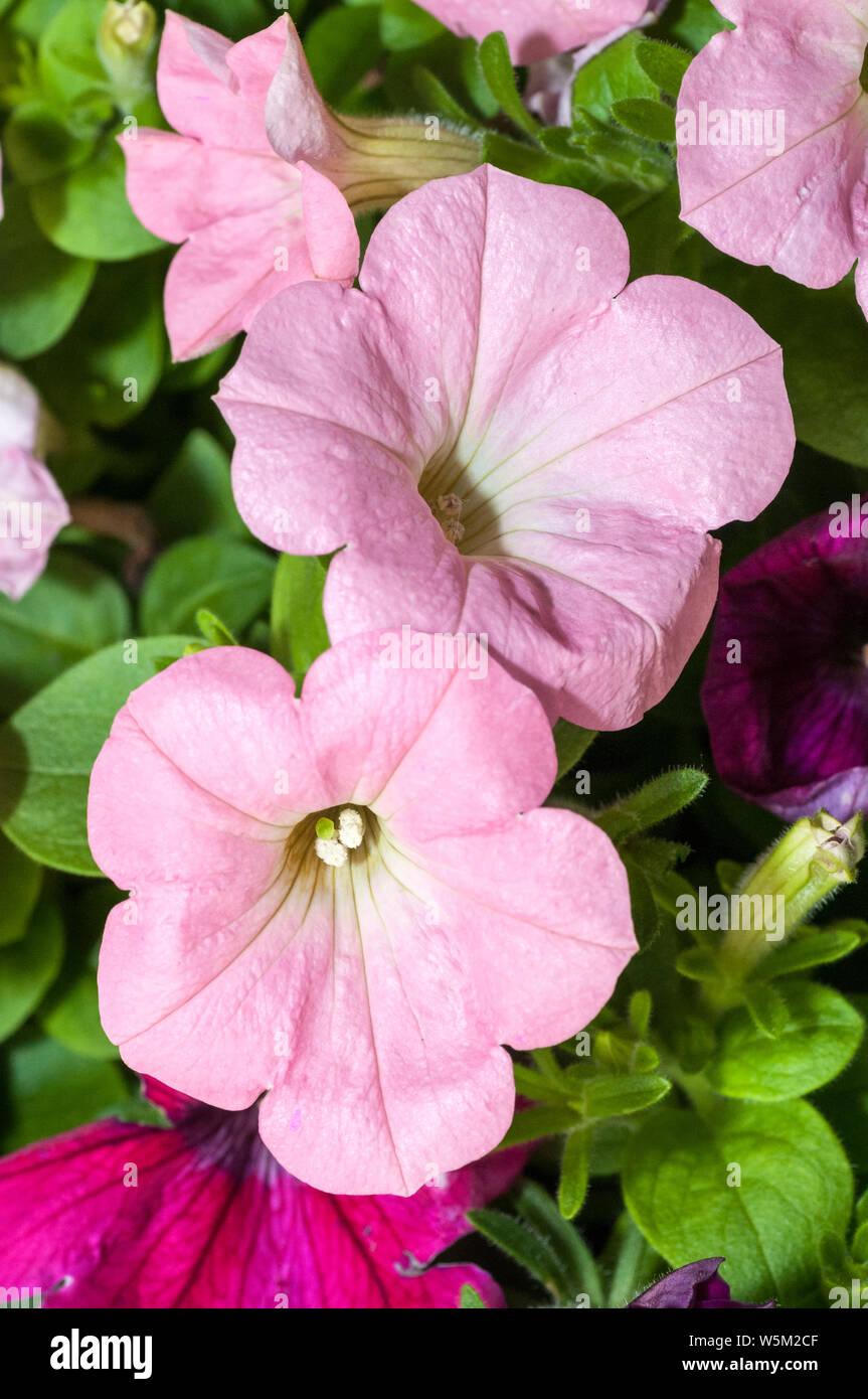 In der Nähe von Rosa Petunia Blumen in voller Blüte. Sie sind in der Familie der Solanaceae, unterfamilie Petunioideae. Stockfoto