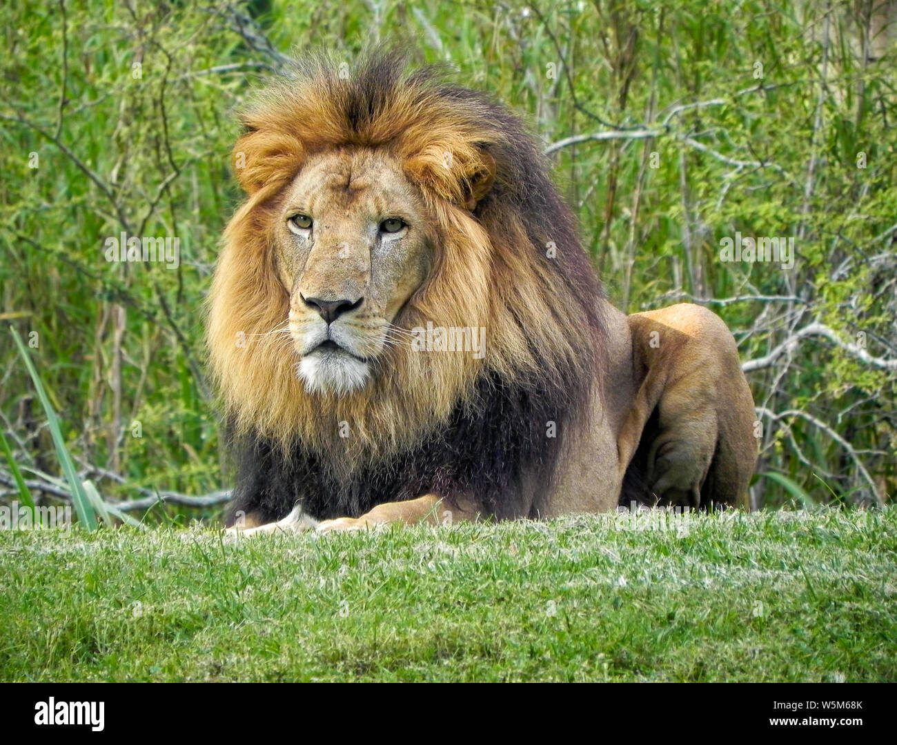 Lion in Orlando. Stockfoto