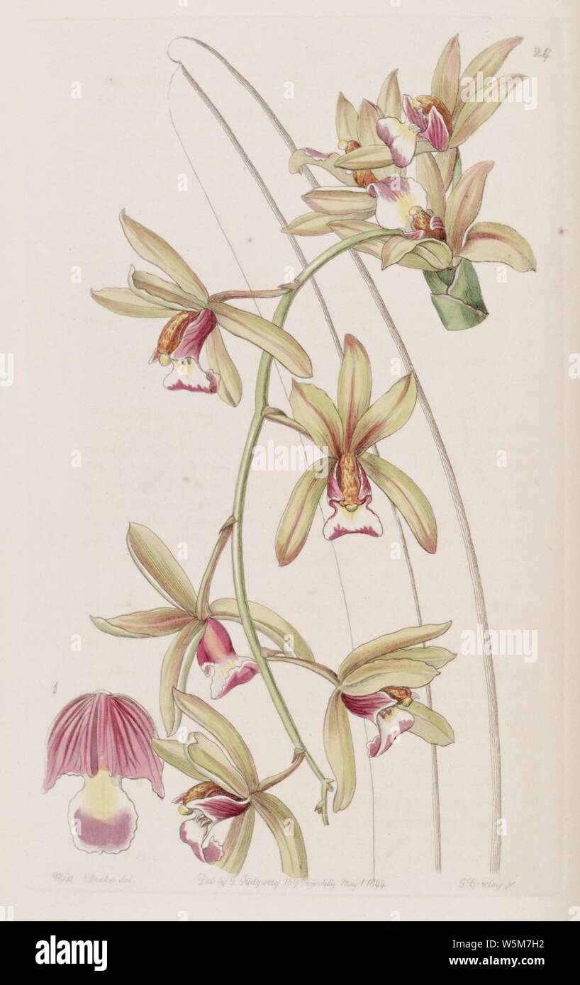 Cymbidium aloifolium (als Cymbidium Pendel var. brevilabre) - Edwards vol 30 (NS7) pl 24 (1844). Stockfoto