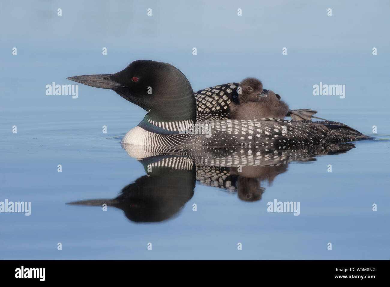 Gemeinsame Eistaucher (Gavia Immer), für Erwachsene mit Küken Reiten Stockfoto