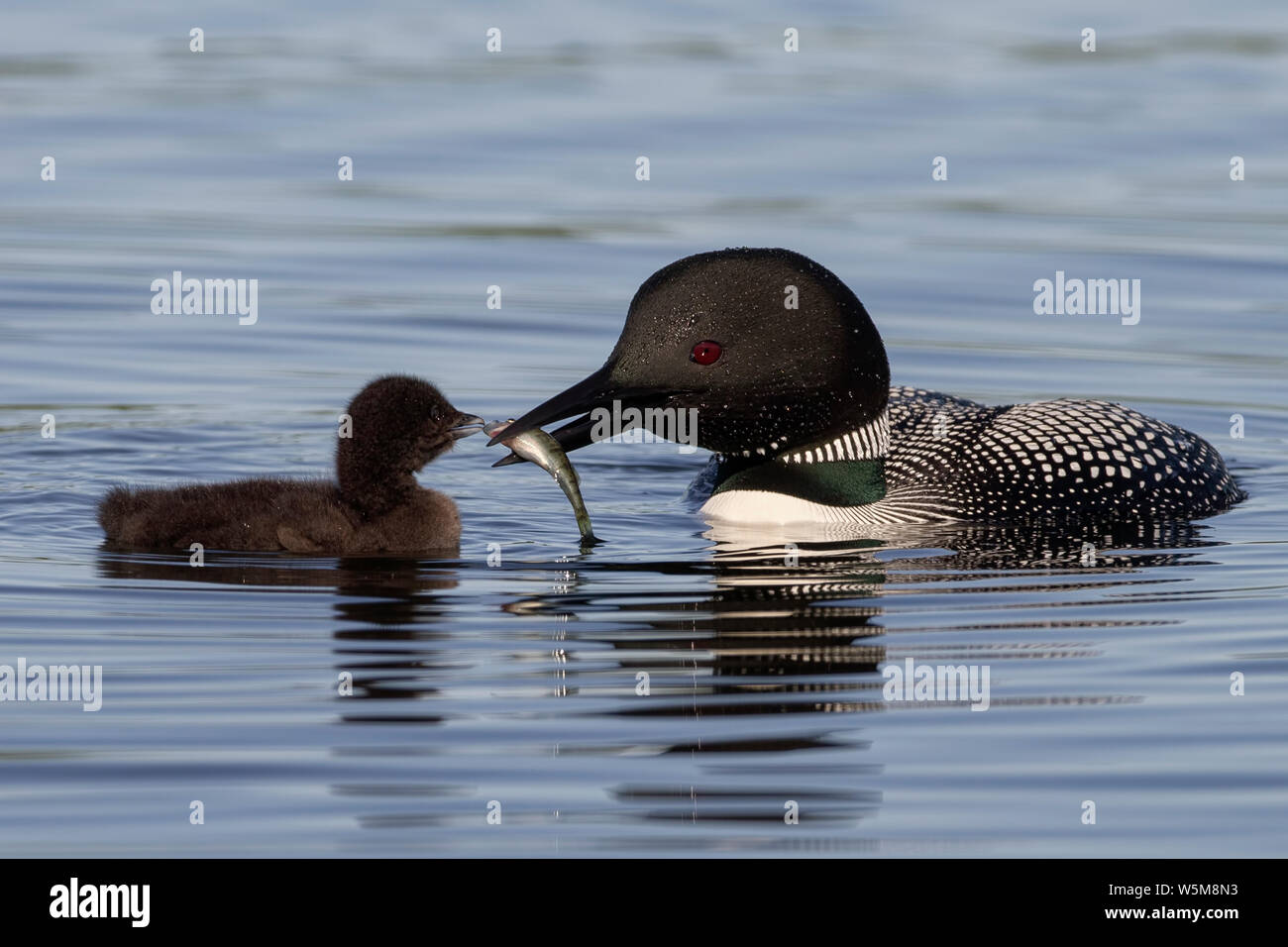 Gemeinsame Eistaucher (Gavia Immer), nach Fütterung Küken Stockfoto