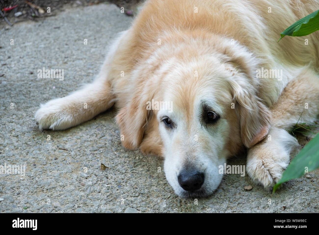 Das Porträt einer reife Golden Retriever Hund Stockfoto