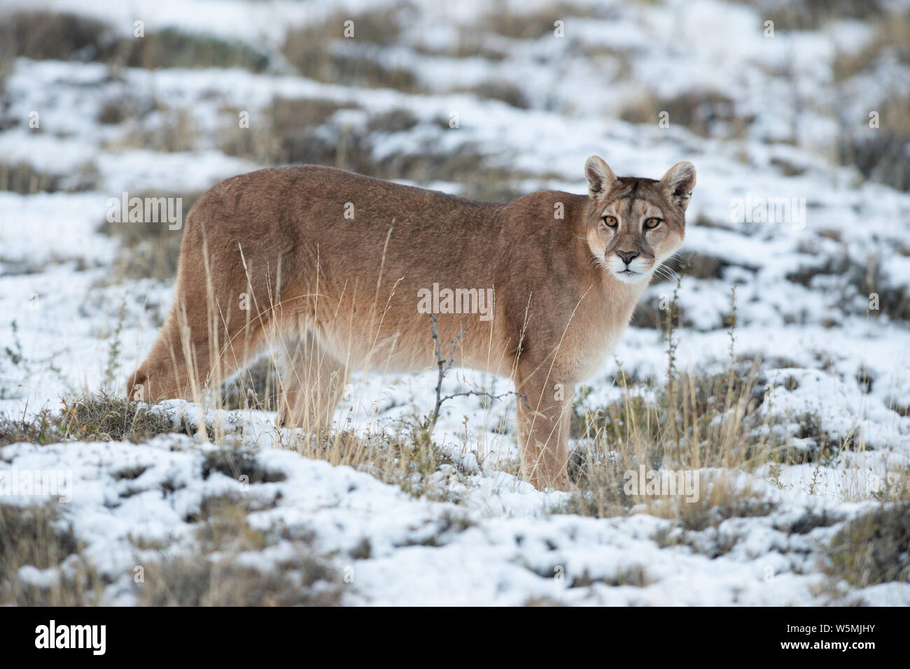 Ein erwachsenes Weibchen Puma (Puma concocolor) zu Fuß über verschneite Boden bei Torres del Paine Nationalpark in Chile Stockfoto