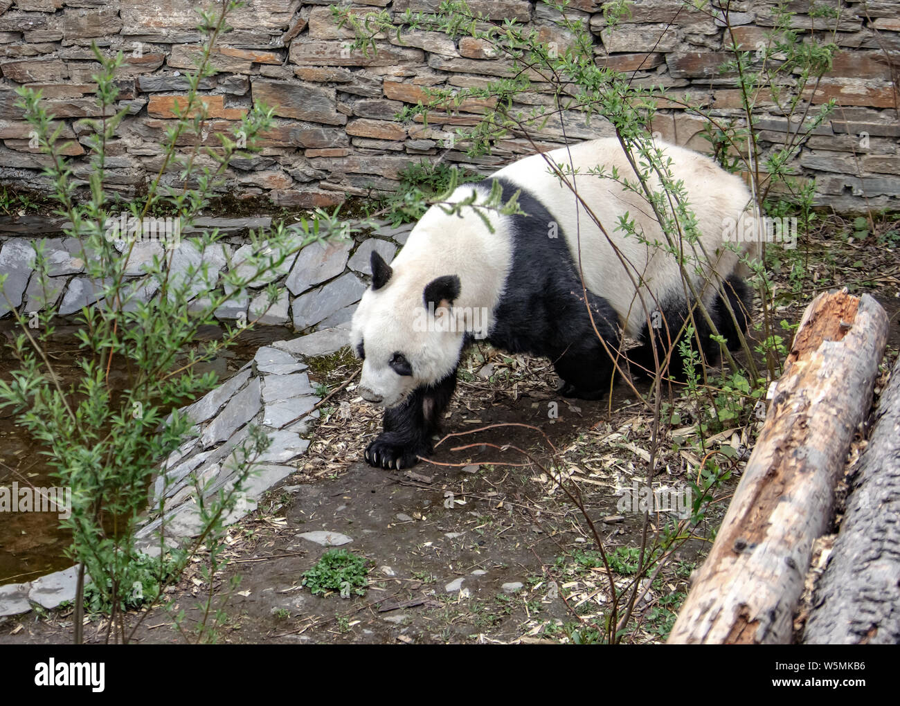 Panda Yuanyuan wandert, bevor er für Österreich bei der Shenshuping Zucht von Wolong National Nature Reserve in Ngawa Tibetischen und Qiang Stockfoto