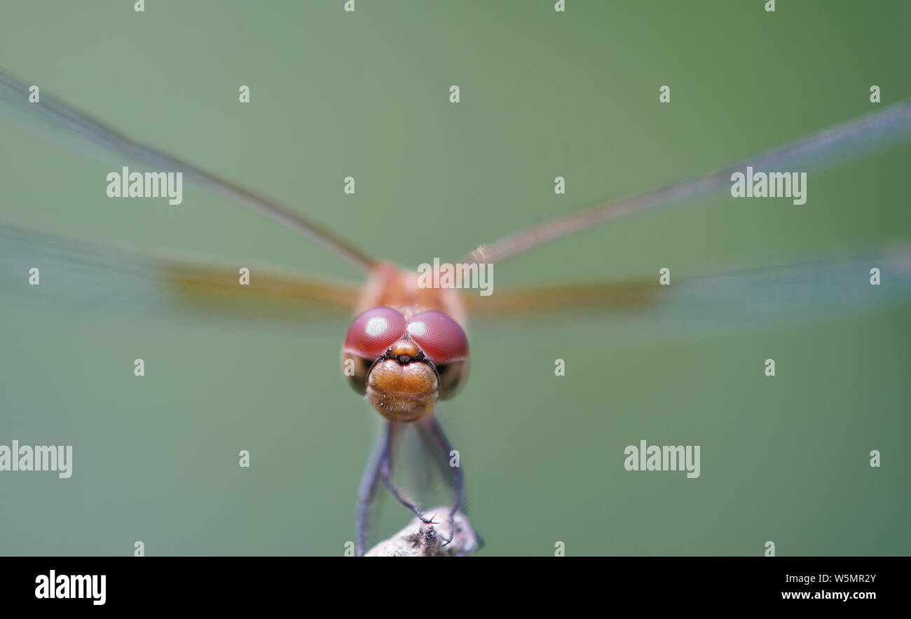 Libelle auf einem Ast Stockfoto