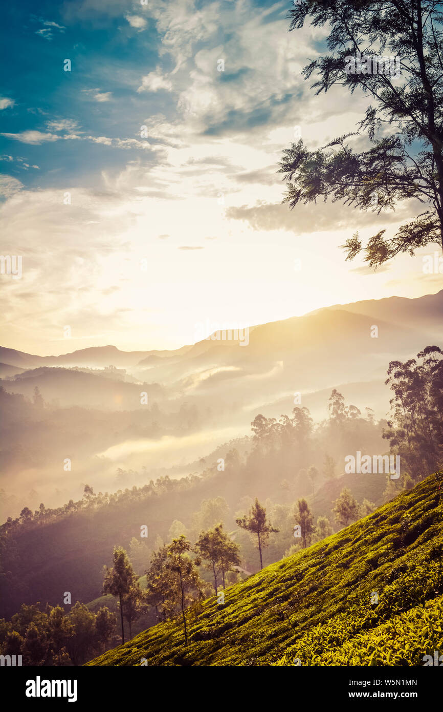 Misty Tee Plantage in Abend Stockfoto