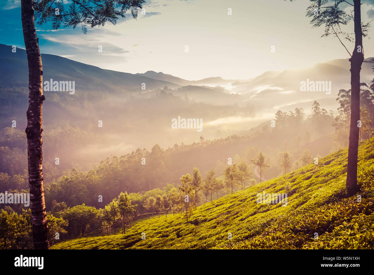 Misty Tee Plantage in Abend Stockfoto