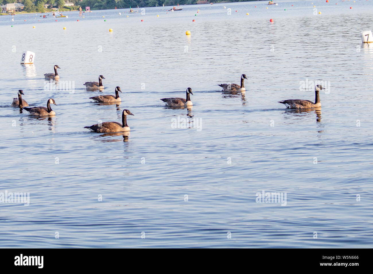 Ein Schwarm Kanadagänse gehen für eine während einer ruhigen sonnigen Tag schwimmen, durch ein Gebiet von Wasser durch schwimmende Rennen marker Bojen bestückt Stockfoto