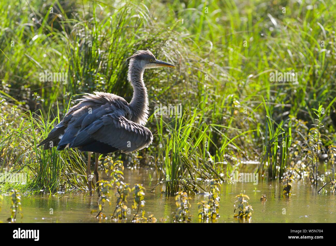 Graureiher (Ardea cinerea), Gefieder, Donauauen, Lobau, Lower Austria, Austria Stockfoto