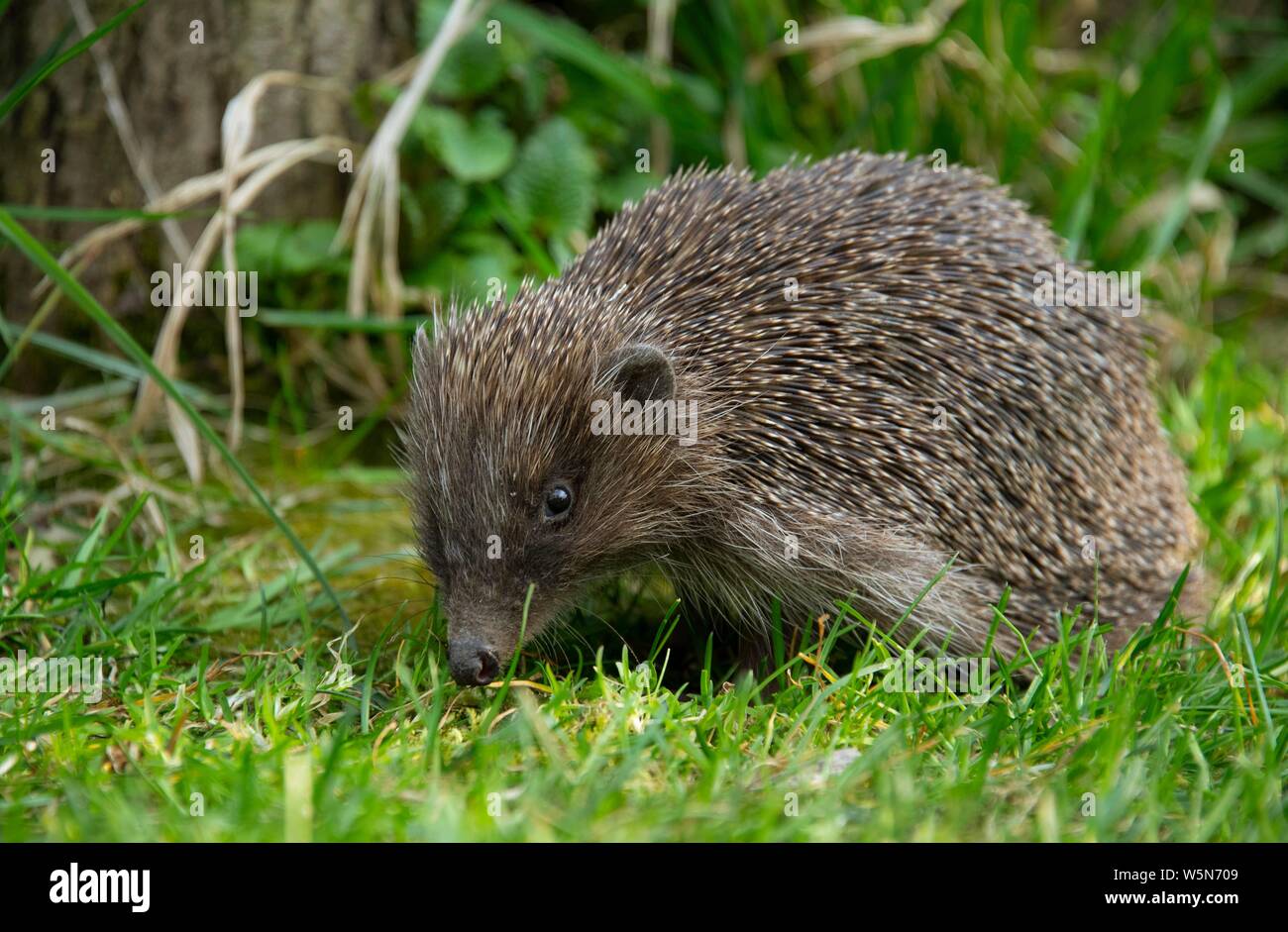 Igel (Erinaceus europaeus) im Garten, Lower Austria, Austria Stockfoto