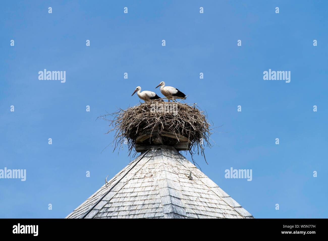 Junge Weißstörche (Ciconia ciconia) im Nest auf dem Dach des Wasserturms im Dorf Ruhstadt, Europäische stork Village, Prignitz Stockfoto