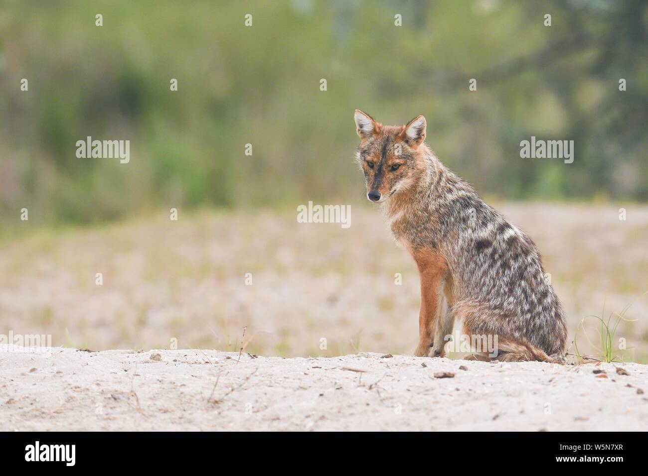 Golden Schakal (Canis aureus) sitzen auf sandigen Boden, Donau Delta Rumänien Stockfoto