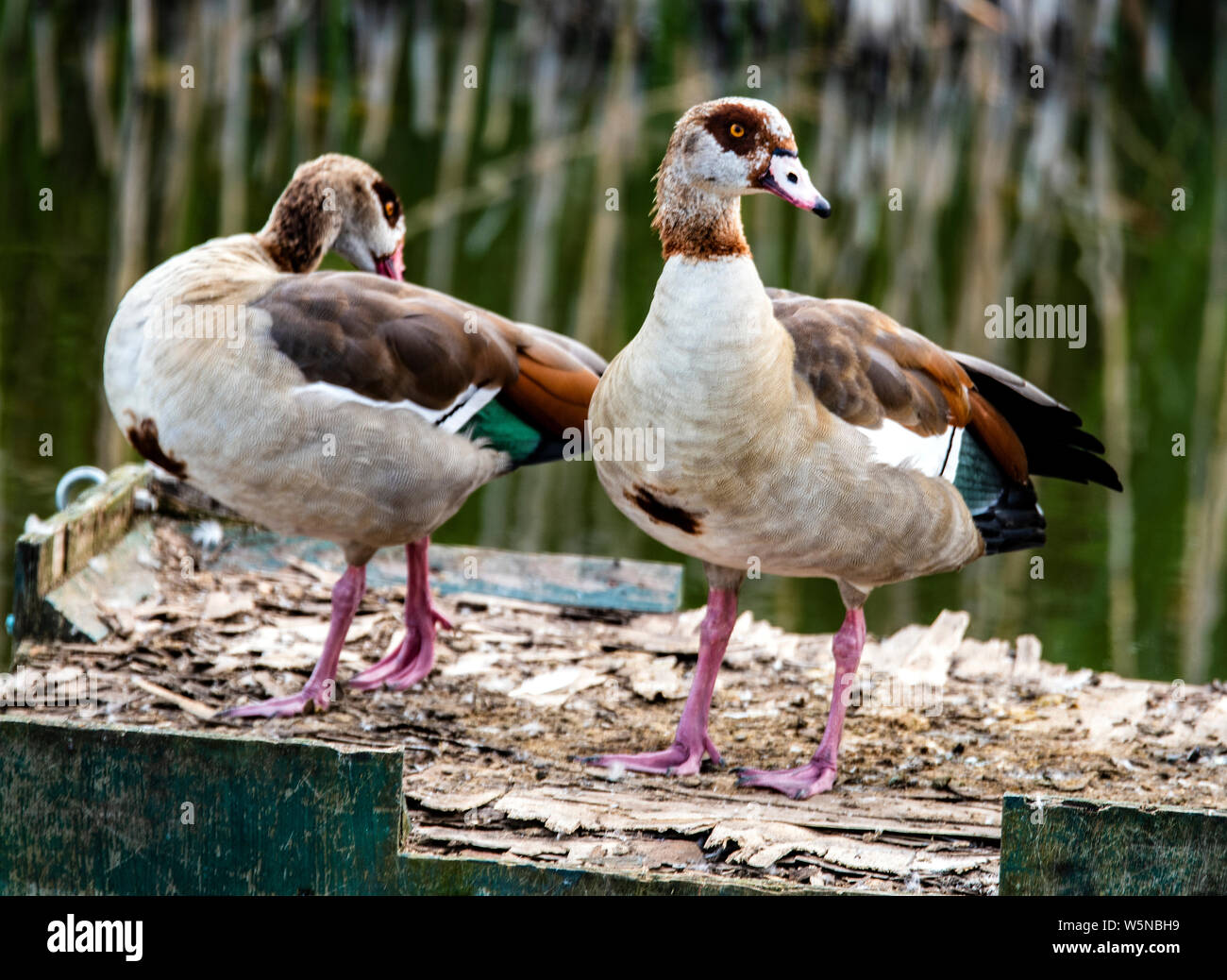 Nilgänse (Alopochen Aegyptiaca) in den Hamptons Nature Reserve, Worcester Park, London, England Stockfoto