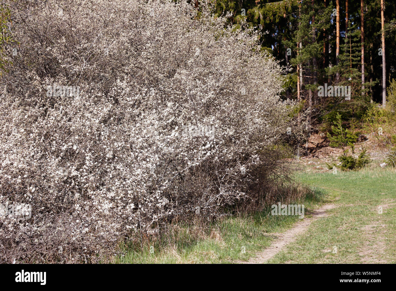 Blackthorn in Blume Stockfoto
