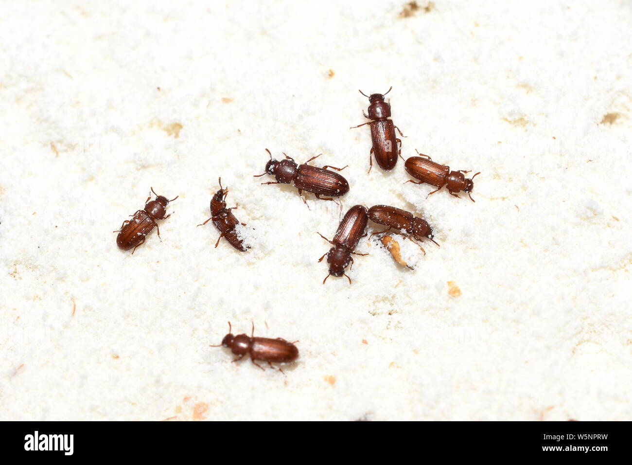 Der Lebensmittelschädling verwirrte Mehlkäfler Tribolium confusum in Weizenmehl Stockfoto