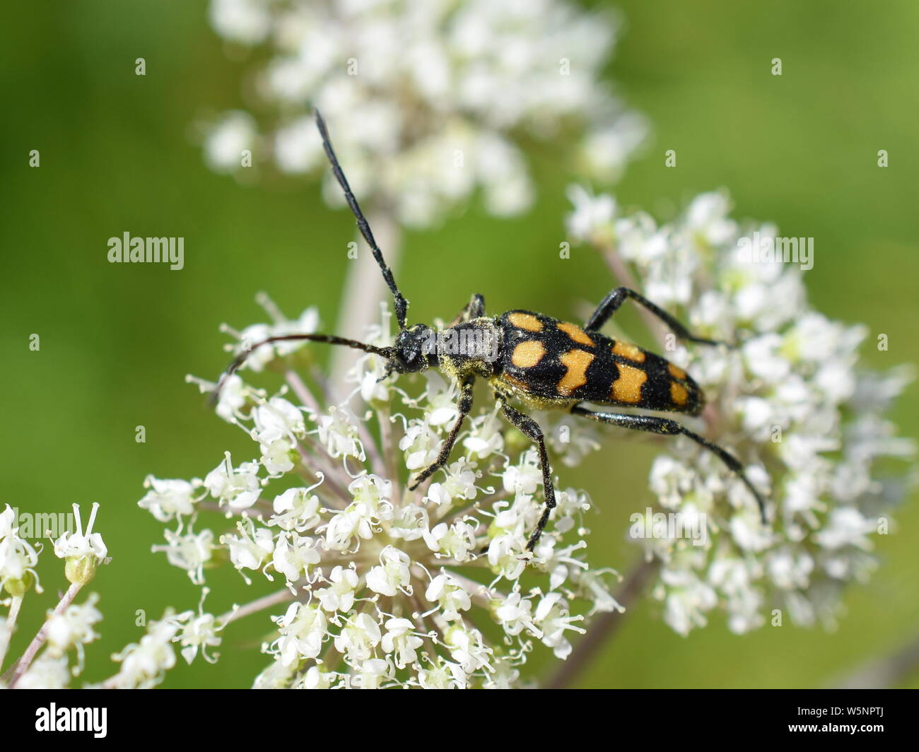 Vier Bändern Longhorn beetle Leptura quadrifasciata auf eine weiße Blume Stockfoto