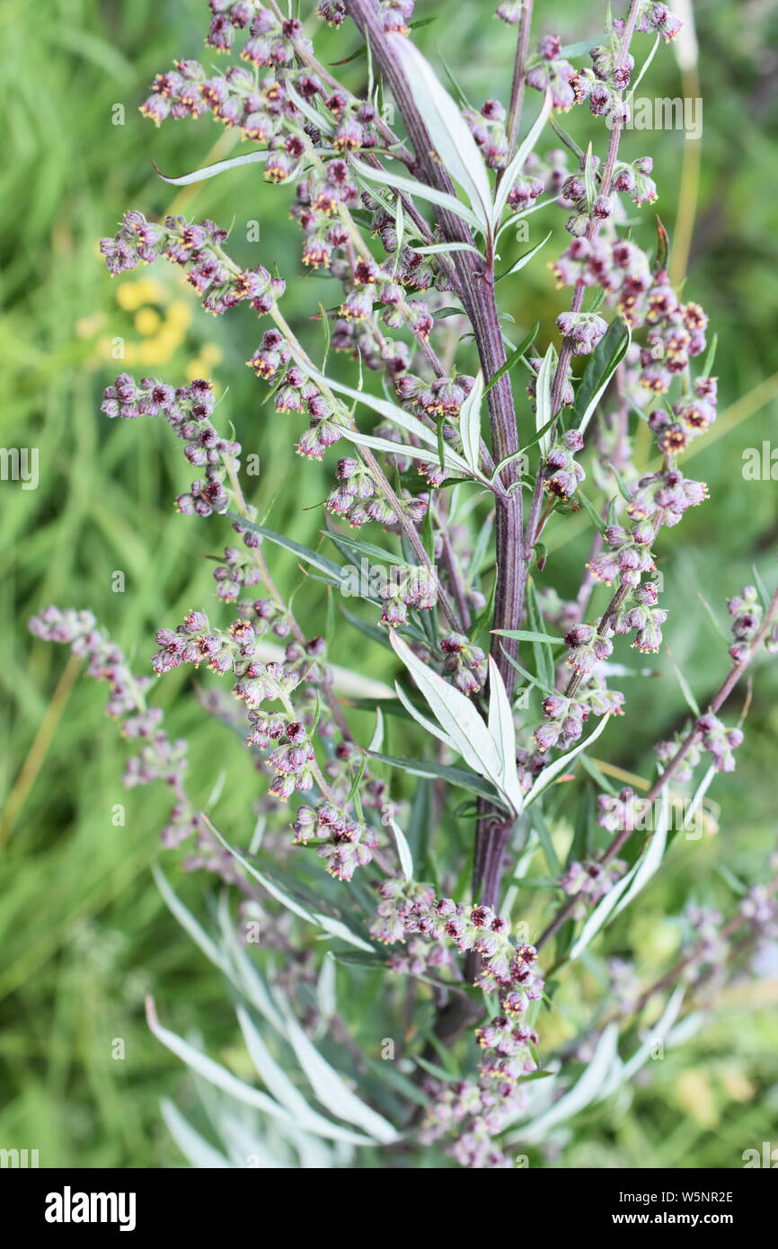 Artemisia Vulgaris Gemeinsame Beifuss Allergen Blute Stockfoto