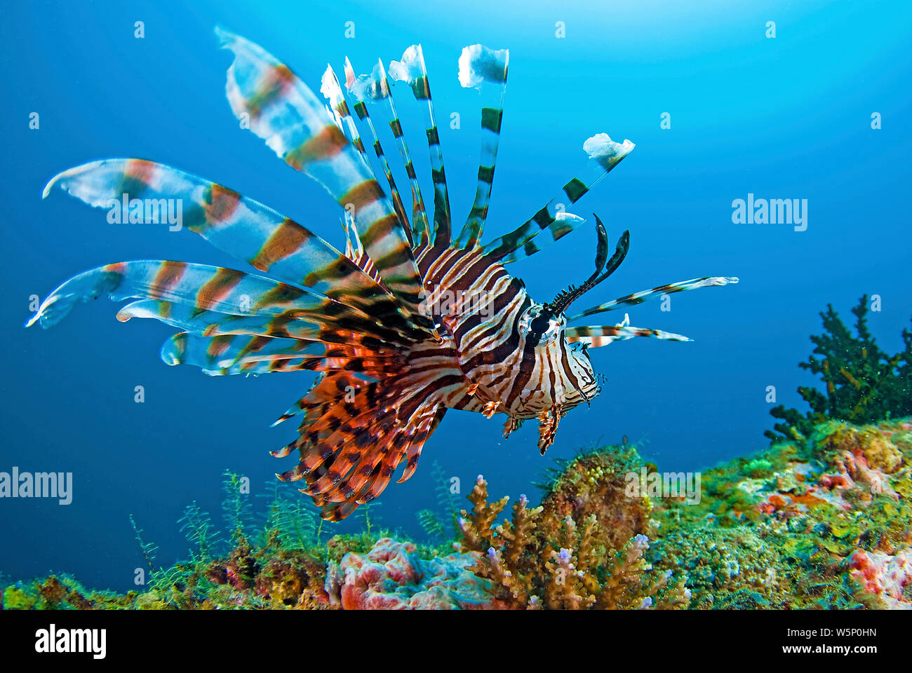 Gemeinsame Rotfeuerfische (Pterois volitans), Walindi Papua-Neuguinea Stockfoto