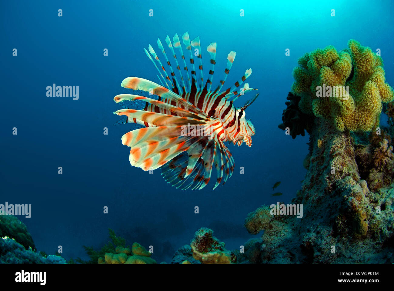 Gemeinsame Rotfeuerfische (Pterois volitans), in einem Korallenriff, Ari Atoll, Malediven Stockfoto