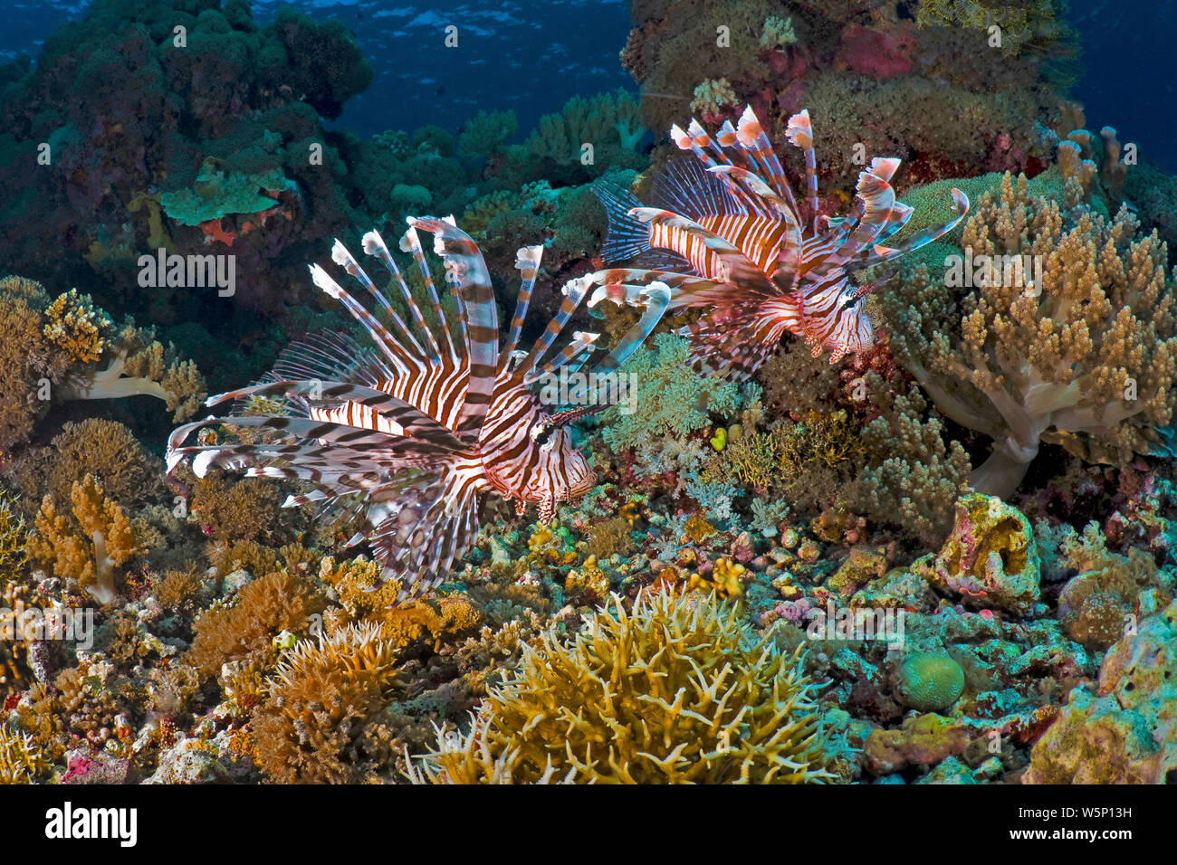 Gemeinsame Rotfeuerfische (Pterois volitans), Paar schwimmt in einem Korallenriff, Insel Sipadan, Malaysia Stockfoto
