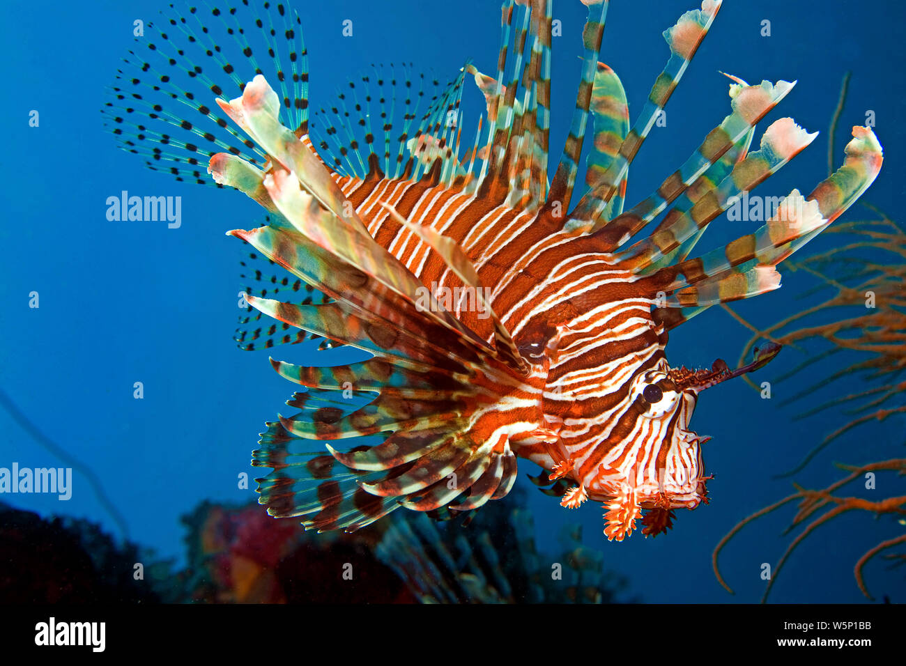 Gemeinsame Rotfeuerfische (Pterois volitans), Malapascua, Cebu, Visayas, Philippinen Stockfoto