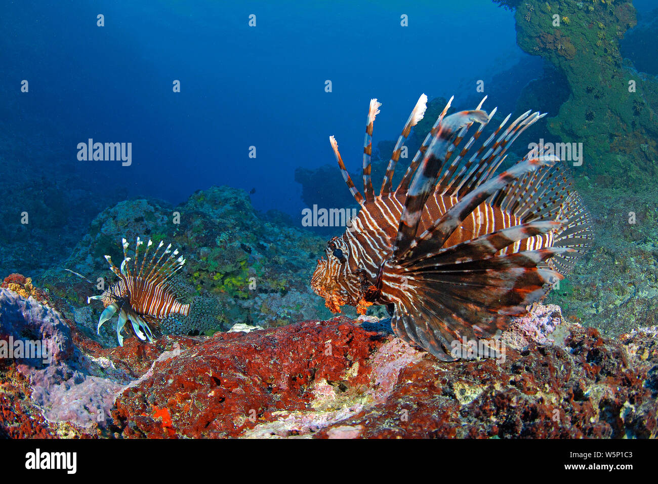Gemeinsame Rotfeuerfische (Pterois volitans), Schwimmen in einem Korallenriff, Yap, Mikronesia Stockfoto