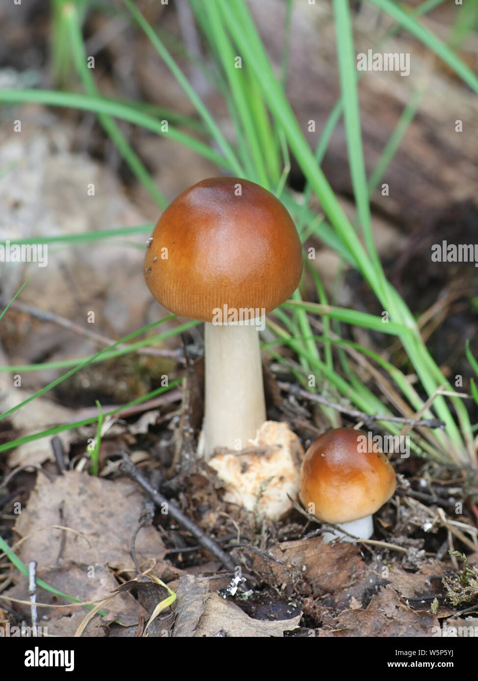 Amanita fulva, gemeinhin als tawny Grisette, wilde Pilze aus Finnland Stockfoto