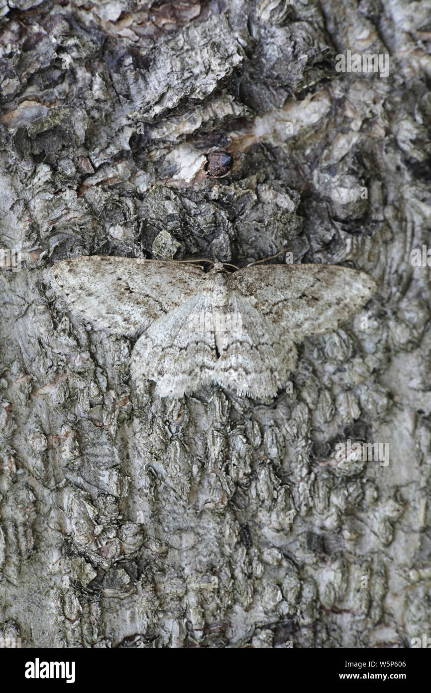 Ectropis crepuscularia, als kleine Engrailed Motte auf Weidenrinde getarnt bekannt Stockfoto