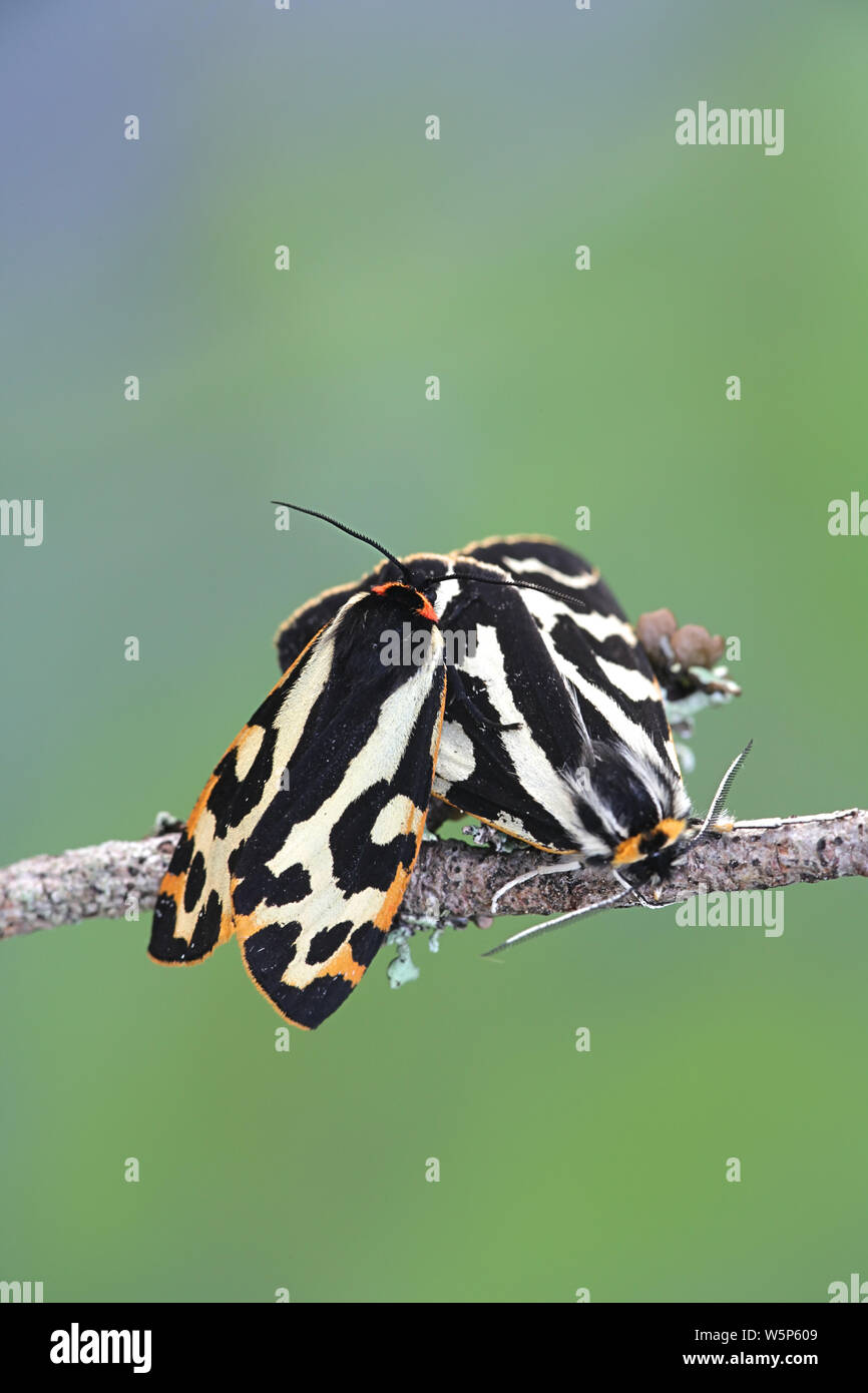 Parasemia plantaginis, bekannt als das Holz Tiger, ein Schmetterling aus der Familie Erebidae Stockfoto