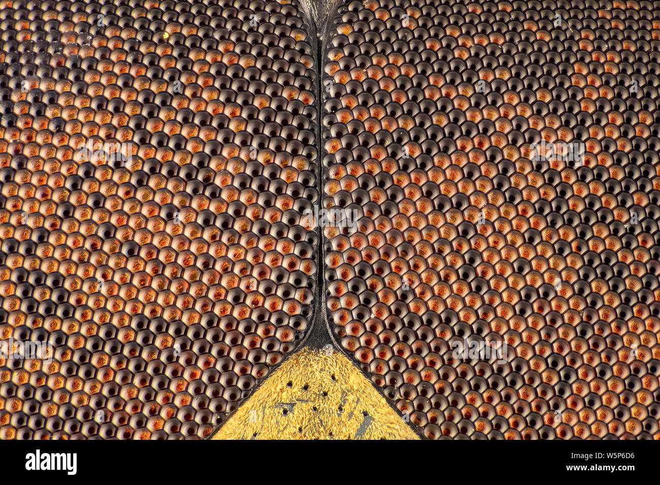 Extreme Vergrößerung-Compound eye am Mikroskop Fliegen Stockfoto