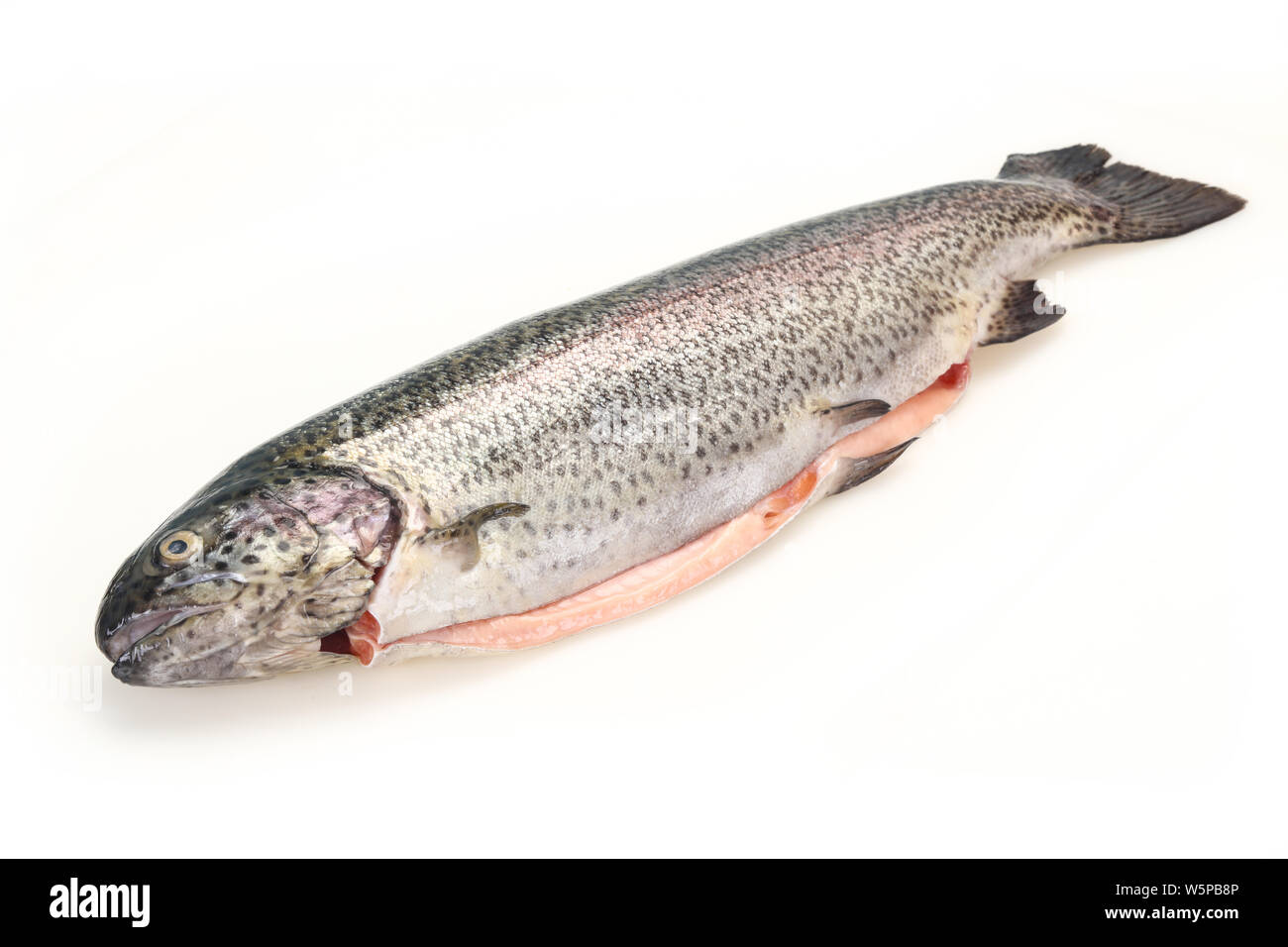 Rohe Forelle Fisch auf weißem Hintergrund Stockfoto