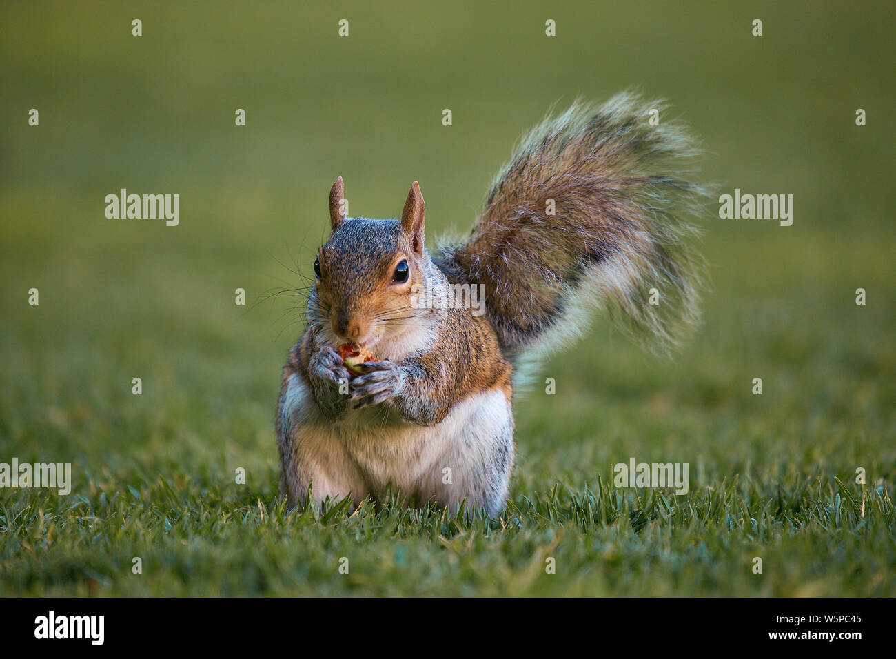 Eichhörnchen essen im grünen Gras Park Stockfoto