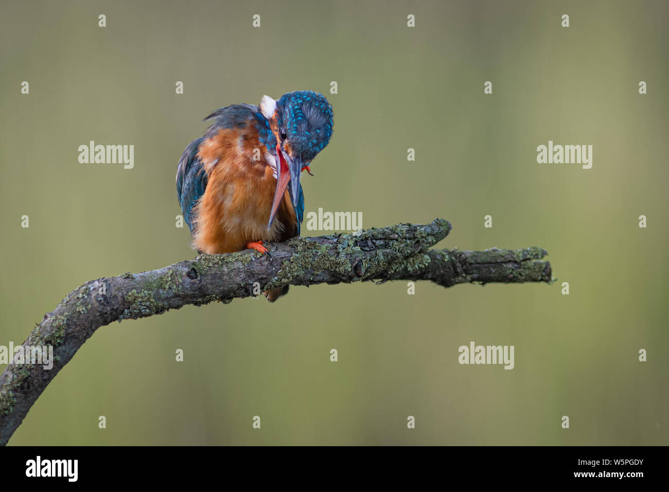 Kingfisher thront auf einem Zweig nach unten schaut mit seinen Schnabel öffnen Stockfoto Kingfisher thront auf einem Zweig nach unten schaut mit seinen Schnabel öffnen Stockfoto