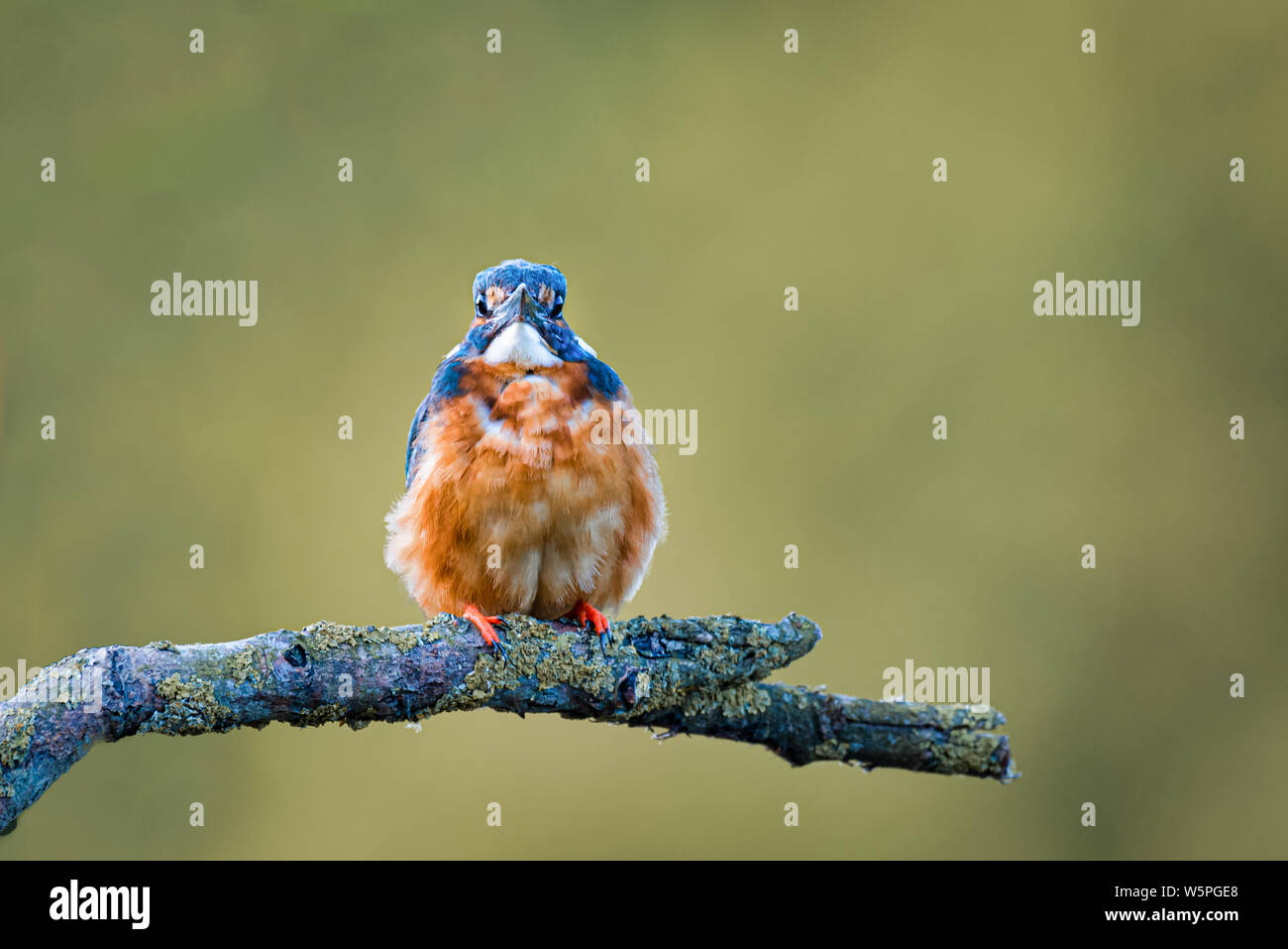 Porträt einer Kingfisher auf einen Ast freuen, an der Kamera gelegen Stockfoto