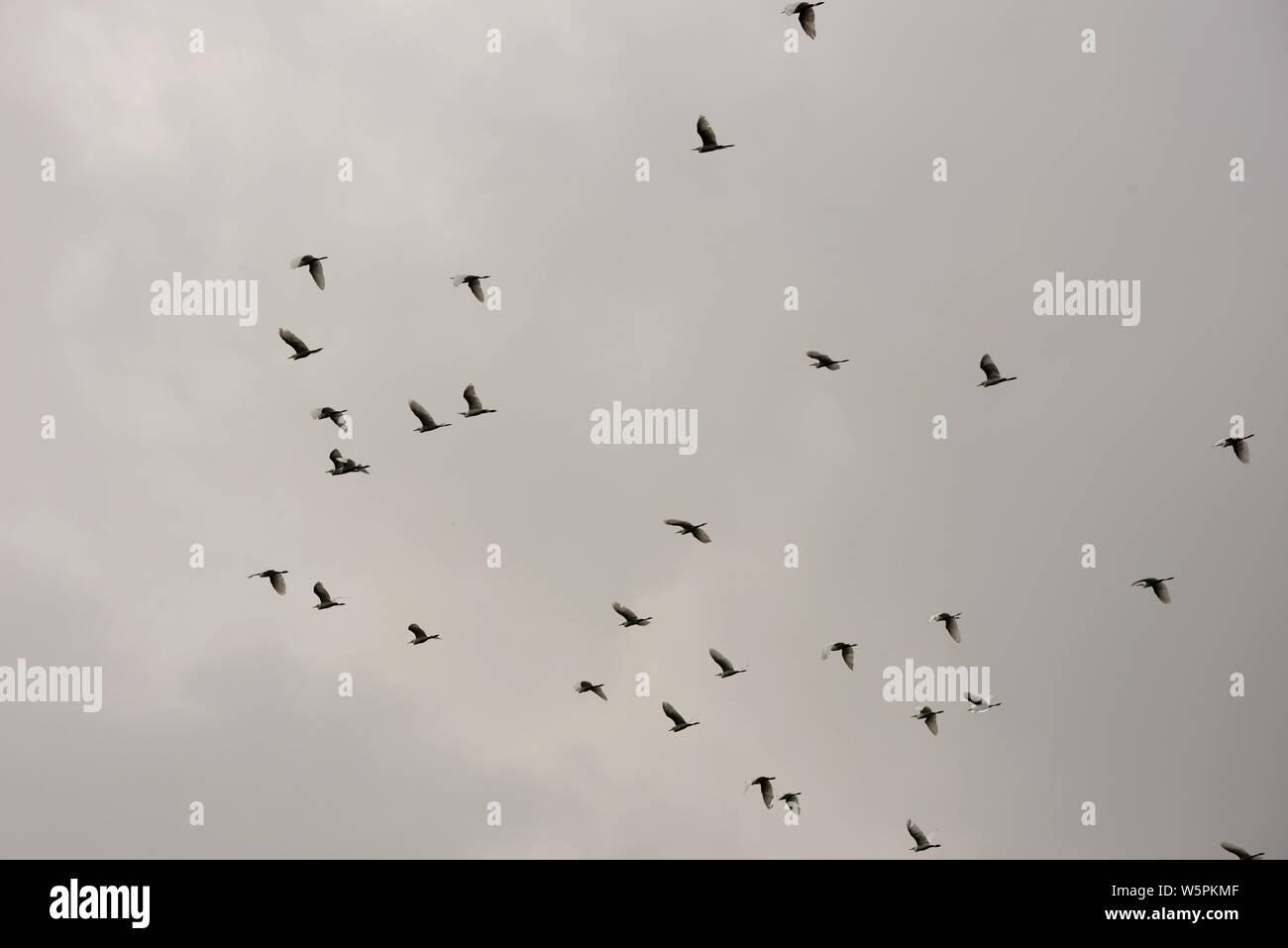 Vögel im Flug Valsad Gujarat Indien Asien Stockfoto