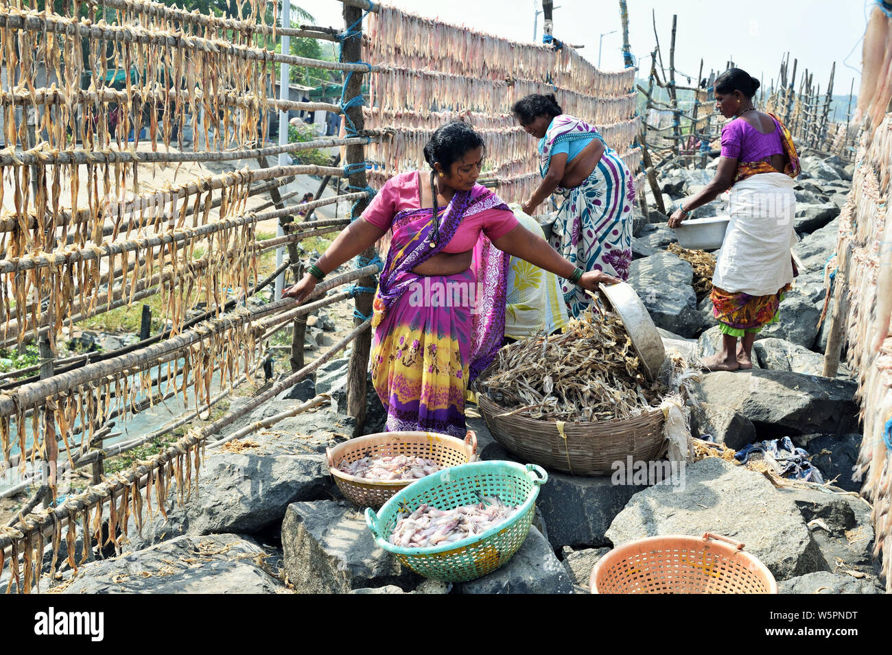 Fischer Frauen trocknen Fisch Maroli Valsad Gujarat Indien Asien Stockfoto