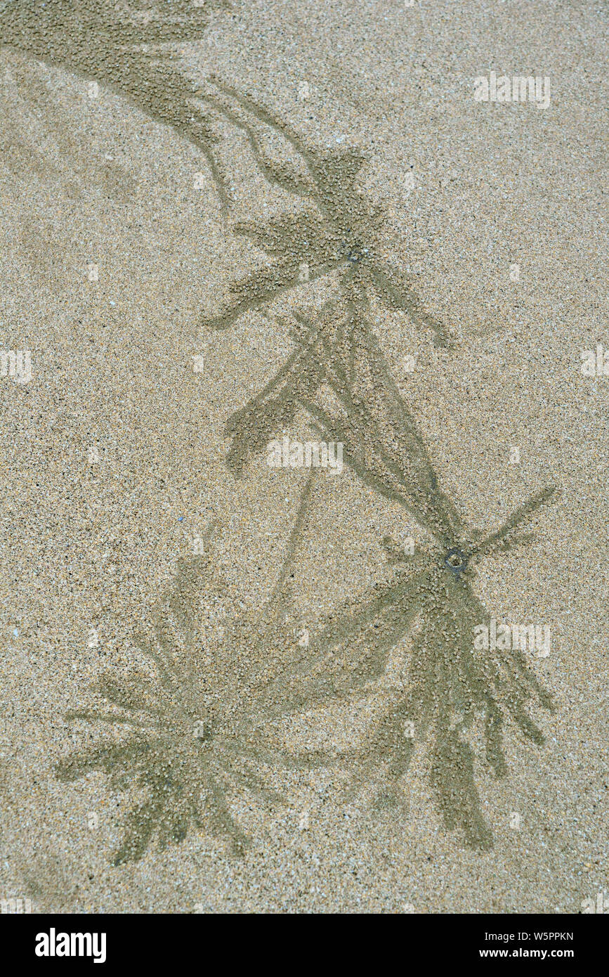 Insekt Muster auf Sand Chikhale beach Maharashtra Indien Asien Stockfoto