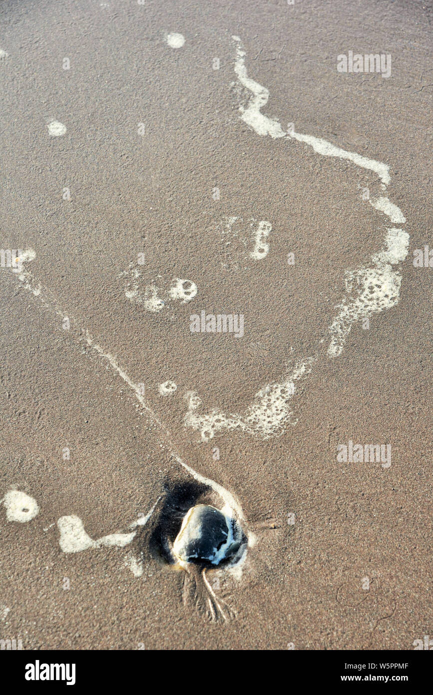 Stein von Sand strand Chikhale Panvel Maharashtra Indien Asien Stockfoto