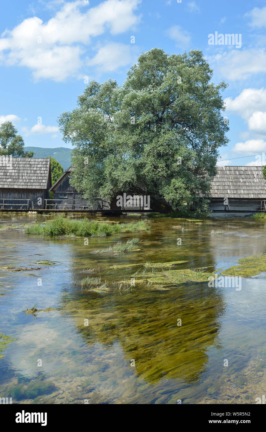 Willow Tree mit Reflexion über Wasser, Fluss Gacka Federn, Majerovo Vrilo Stockfoto