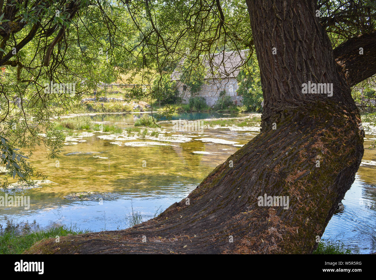 Willow Tree auf dem Fluss Gacka Federn, Majerovo Vrilo Stockfoto