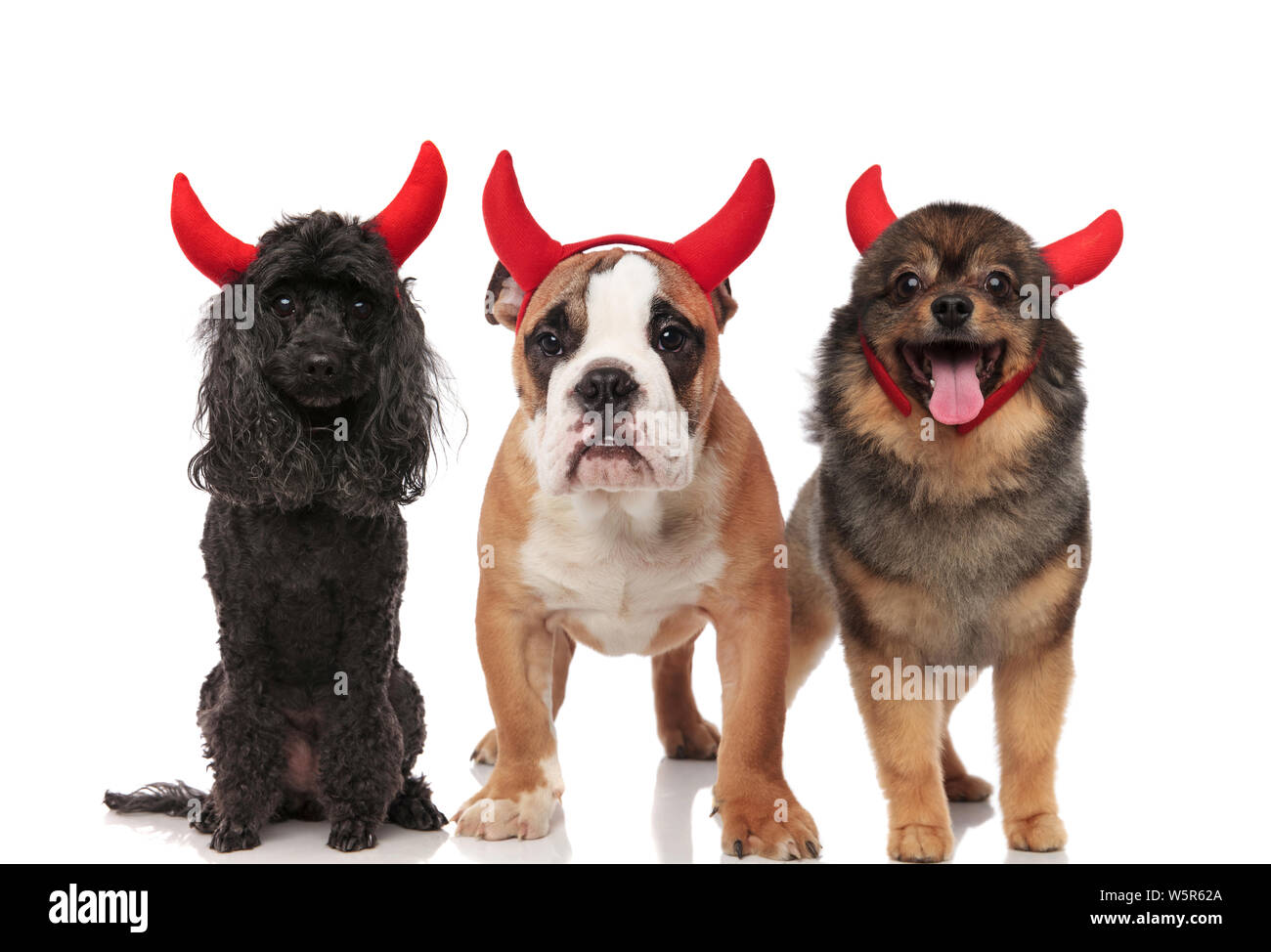 Adorable Pudel, englische Bulldogge und pomeranian gekleidet wie Teufel für Halloween im Stehen und Sitzen auf weißem Hintergrund Stockfoto