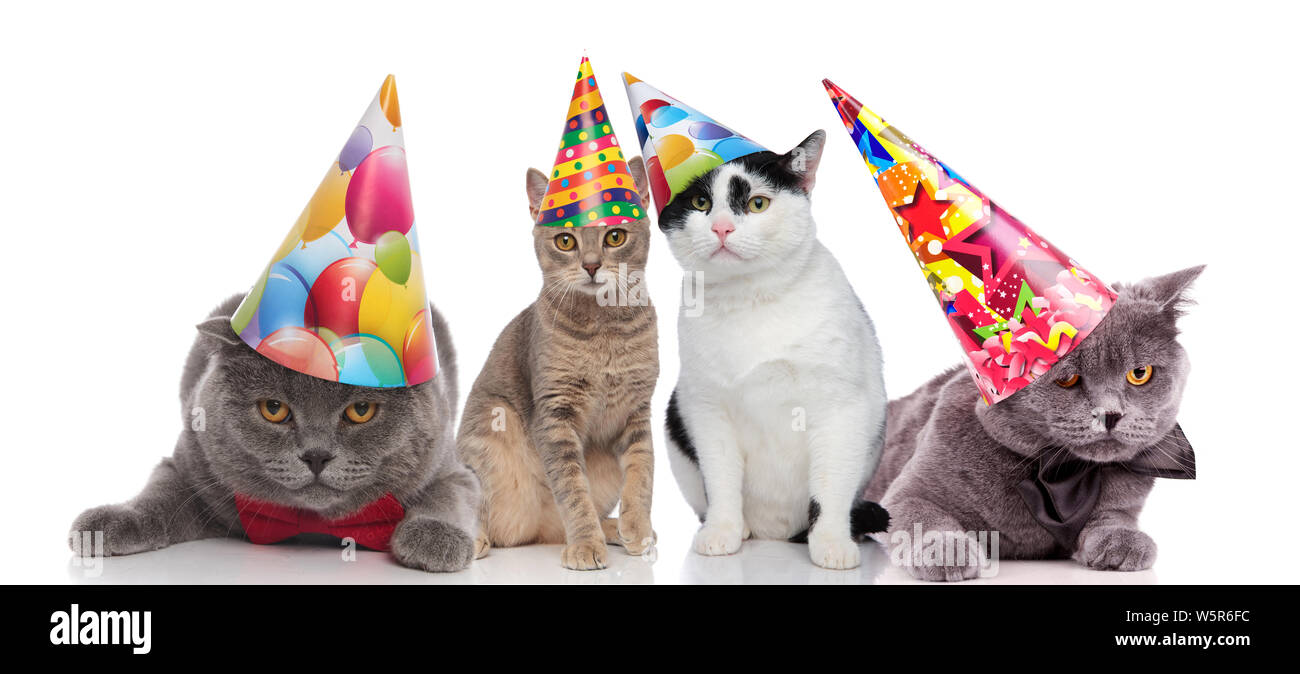 Team von vier party Katzen mit bunten Hüte Sitzen und Liegen auf weißem Hintergrund Stockfoto