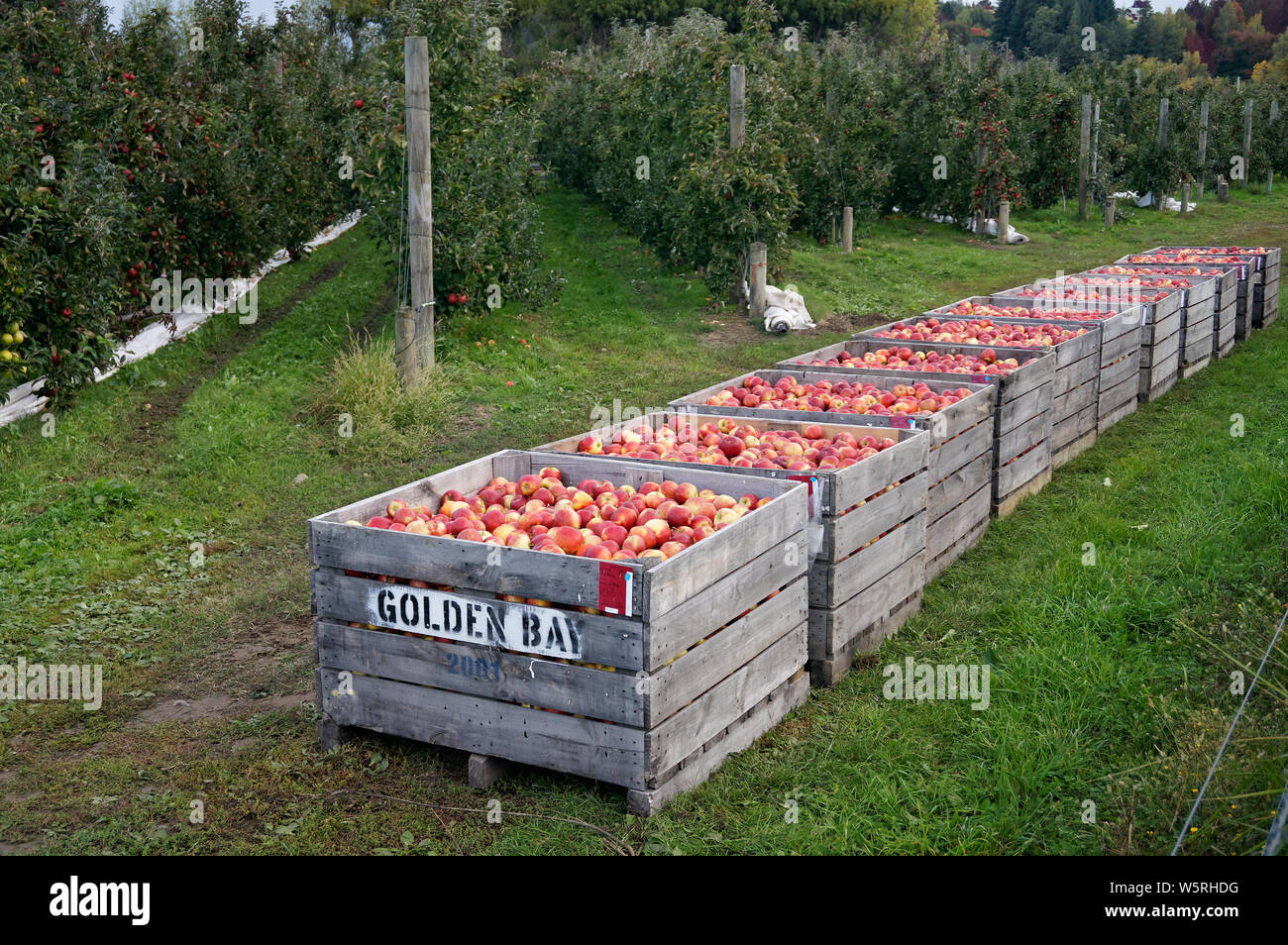 Motueka, Tasman/Neuseeland - 22. April 2015: Golden Bay Obst Holz- apple Fächer voll von Roten rosig frisch gepflückte Äpfel. Stockfoto