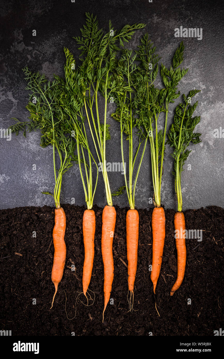 Oragnic Karotten im Boden wachsenden, Kreative konzeptionelle Bild, Ansicht von oben Stockfoto