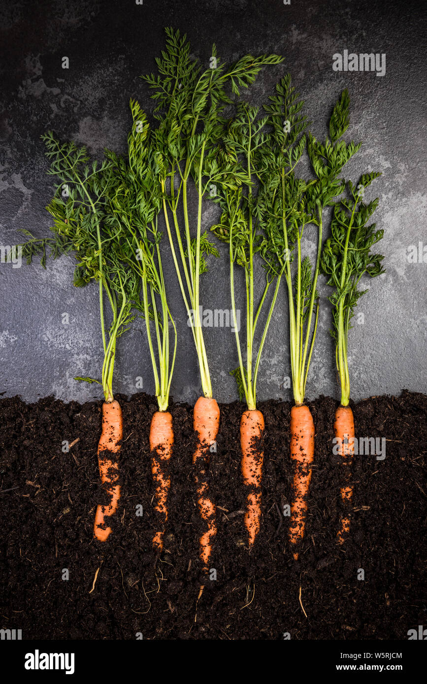 Oragnic Karotten im Boden wachsenden, Kreative konzeptionelle Bild, Ansicht von oben Stockfoto