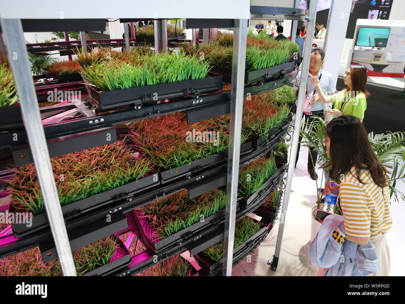 Besucher sehen die Vertikale Landwirtschaft am Stand von Grocube während der 2019 International Consumer Electronics Show (CES Asien Asien 2019) in Shanghai, C Stockfoto